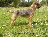 Étalon Border Terrier - Orikin's G.willo