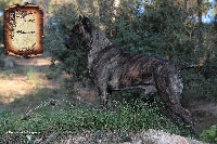 Étalon Cane Corso - CH. Rothorm Jy Dream Hammer of gods