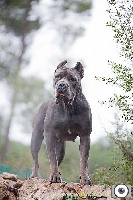 Étalon Cane Corso - CH. Keona guardiano degli angeli