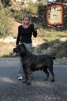 Étalon Cane Corso - Rothorm Jy Dream Elita