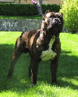 Étalon Cane Corso - Rothorm Jy Dream Harley