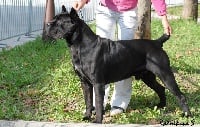 Étalon Cane Corso - CH. Rothorm Jy Dream Zephyr