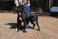 Étalon Cane Corso - Dea Di casa césaro