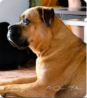 Étalon Cane Corso - Garffy de Cuore Blue