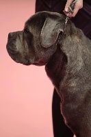 Étalon Cane Corso - Greko du clos d'Attila