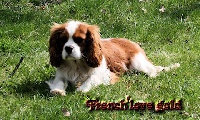 Étalon Cavalier King Charles Spaniel - Something Else French'love gold