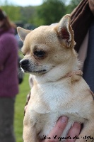 Étalon Chihuahua - Freudon Of merrily