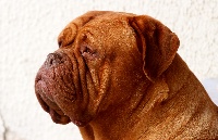 Étalon Dogue de Bordeaux - CH. Gageure (dite pulchérie) du Joli Bief