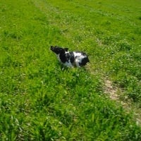 Étalon Epagneul Breton - Gandy Ribera Del Adaja