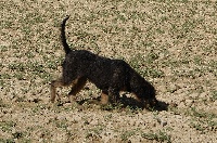 Étalon Griffon nivernais - Gigi du roc d'Eden