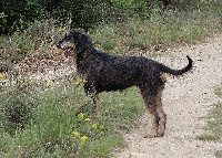 Étalon Griffon nivernais - Giga du roc d'Eden