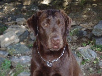 Étalon Labrador Retriever - Emir du Bois des Lilas