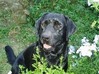 Étalon Labrador Retriever - Epice du Canyon de la Lauze