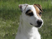 Étalon Parson Russell Terrier - Butterfl 'highland Girlyna