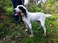 Étalon Petit gascon saintongeois - Fanfare du Rallye de Beauport
