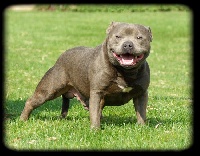 Étalon Staffordshire Bull Terrier - bullstaffs Blue warrior