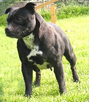 Étalon Staffordshire Bull Terrier - Darling baby De la vauxoise
