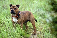 Étalon Staffordshire Bull Terrier - Graff Des têtes brulées
