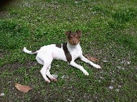Étalon Terrier Bresilien - Guapo dit gégé du Terrier de Lafont de La Gartempe
