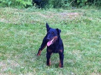 Étalon Terrier de chasse allemand - Ebene du péquelet des sorgues