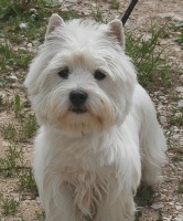 Étalon West Highland White Terrier - Galipette Des coeurs d'alène