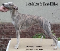 Étalon Whippet - Gout de luxe du haras d'hélios