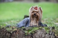 Étalon Yorkshire Terrier - CH. lindos perritos Marcello