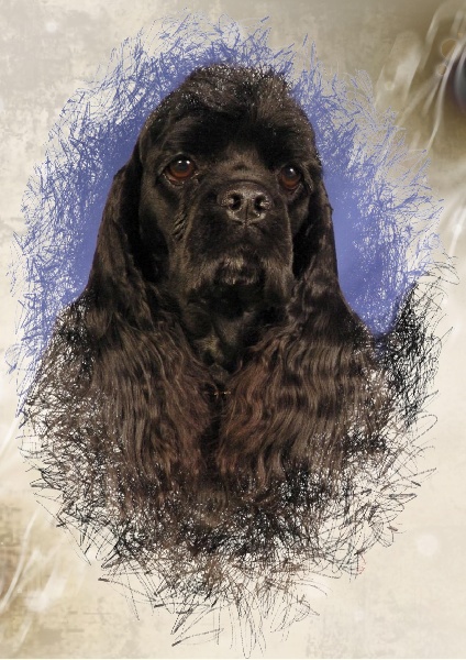 Publication : des pensées d'Odin Auteur : dautel corinne