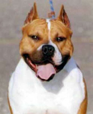 CH. flamewood's Raging thunder