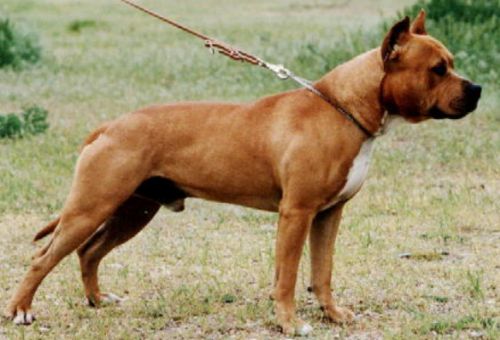 CH. Barberycoast The alchemist