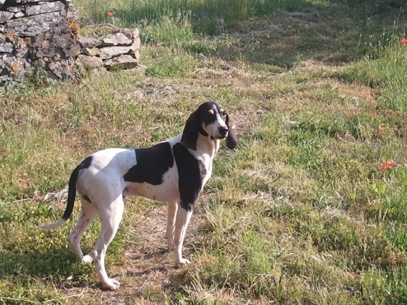 Publication : De La Roque Negre 