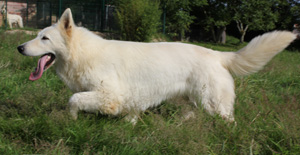 Fluo du manoir de la roche blanche