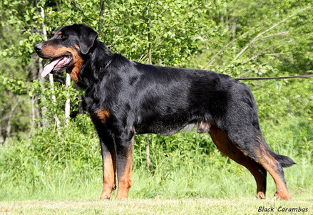 Publication : Black Carambas Auteur : Black Carambas