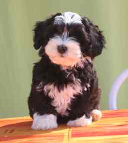 Publication : Coeur De Masai 