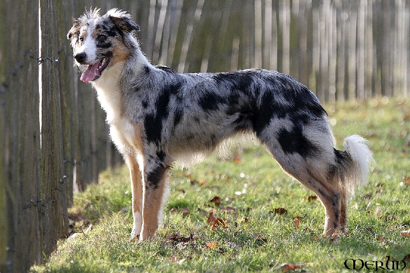 Publication : des Ecuries du Conti Auteur : Caroline