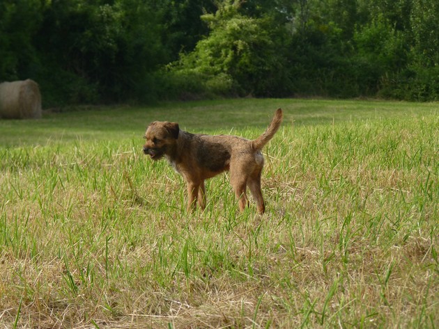 Forest gun du Bois des Ifs