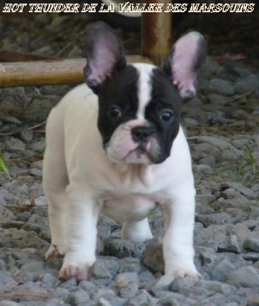 Publication : de trebuh'lls passion Auteur : wilfrid hubert