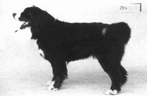 CH. Hylas Von vindonissa