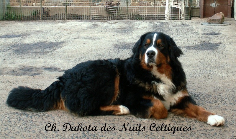 CH. Dakota des Nuits Celtiques