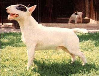 CH. Quest Hellraiser