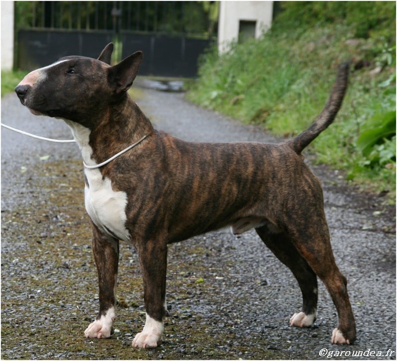 Publication : Garoundea 