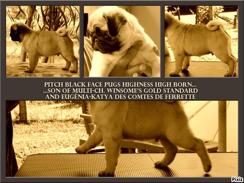 Publication : Pitch Black Face Pugs Auteur : Stéphanie THOMAS