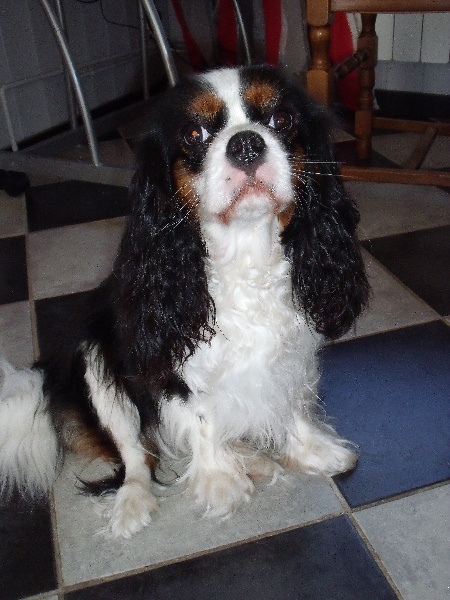 Publication : Des fripouilles du moulin Auteur : LEMAIRE Chantal