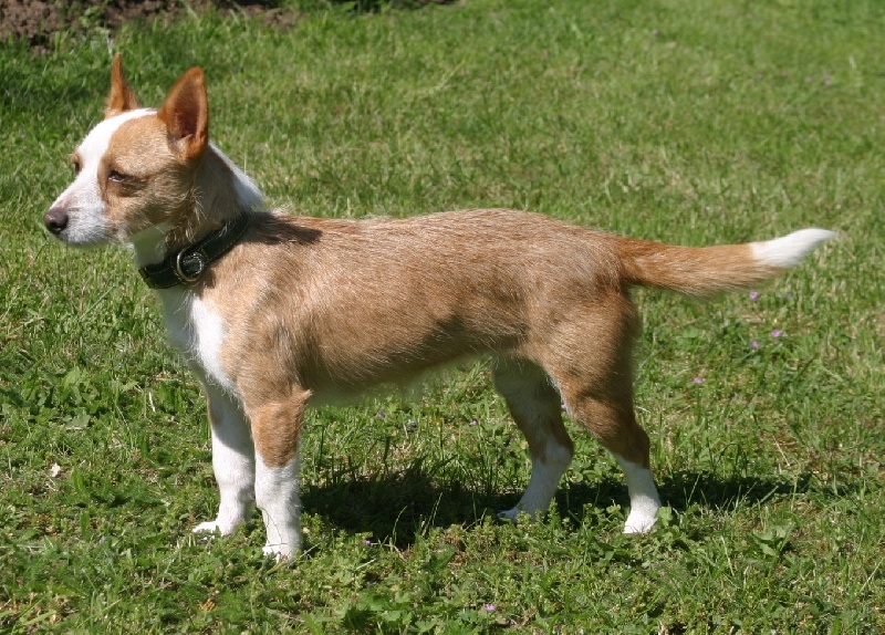 Publication : des chiboune's kyis 