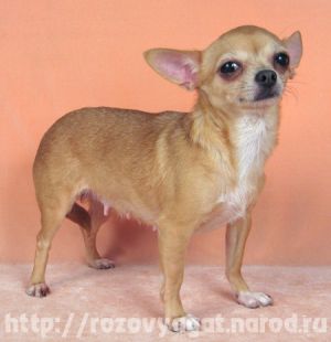 CH. rozovy agat Dzhokonda