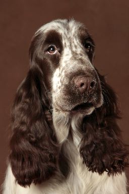 Publication : Du bois des amourettes 