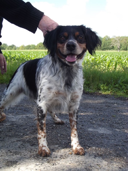 Calico (Sans Affixe)