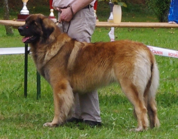 Ermione gem'kim De L'Ambre Des Pierrières