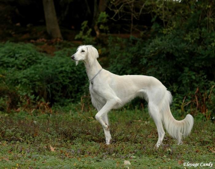 Helya bostan-i-elbekh Des Salukis Du Louvre