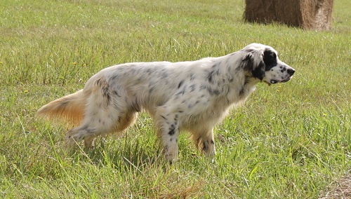 Publication : de la Fusilliere Auteur : Alexia Priolet Chauveau